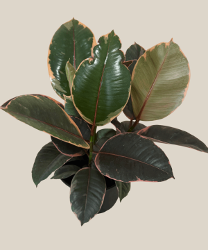 Ruby Rubber Plant (Ficus Elastica 'Ruby') - 6 Inch Indoor Houseplant - Image 4