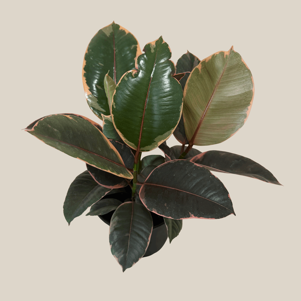 Ruby Rubber Plant (Ficus Elastica 'Ruby') - 6 Inch Indoor Houseplant - Image 4