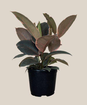 Ruby Rubber Plant (Ficus Elastica 'Ruby') - 6 Inch Indoor Houseplant