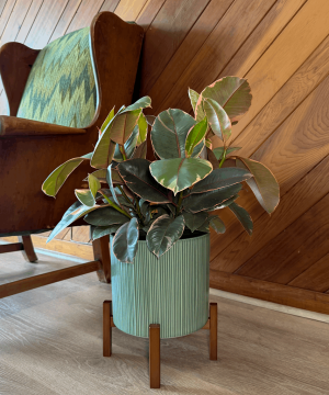 Alternative view of Ruby Rubber Tree (Ficus Elastica�'Ruby') - 8 Inch Indoor Houseplant