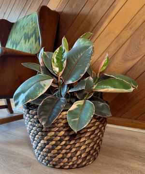 Ruby Rubber Tree (Ficus Elastica�'Ruby') - 8 Inch Indoor Houseplant - Image 3