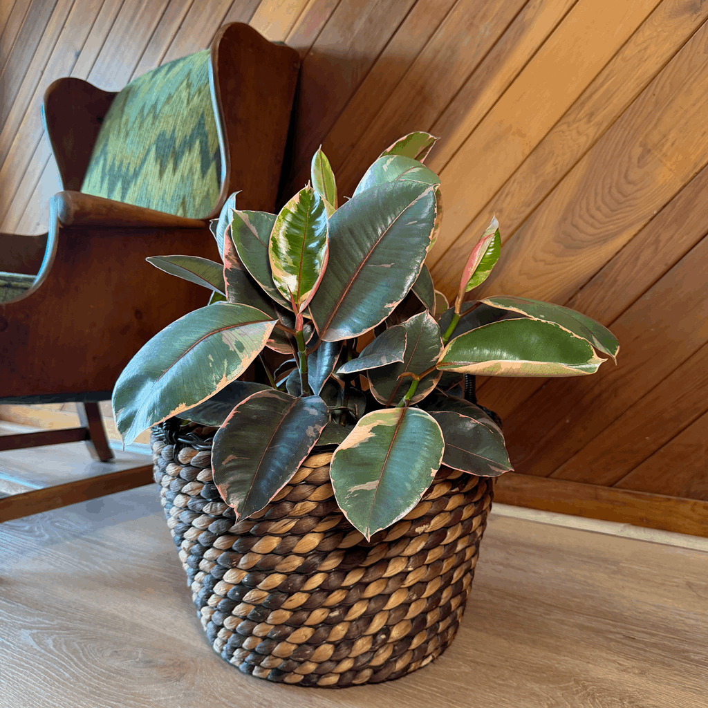 Ruby Rubber Tree (Ficus Elastica�'Ruby') - 8 Inch Indoor Houseplant - Image 3