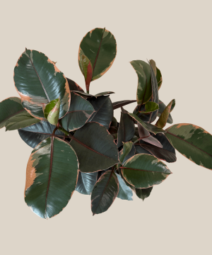 Ruby Rubber Tree (Ficus Elastica�'Ruby') - 8 Inch Indoor Houseplant - Image 4