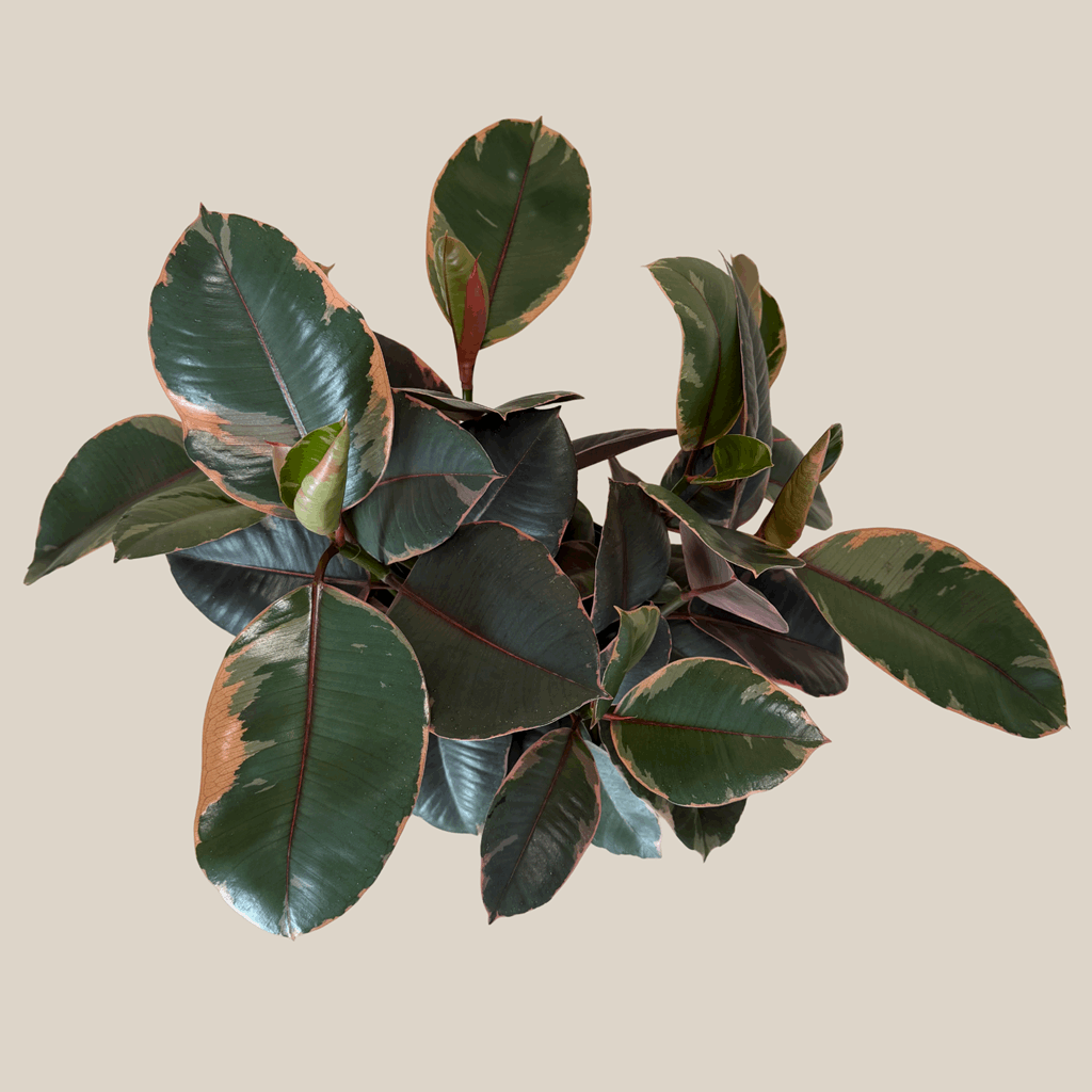 Ruby Rubber Tree (Ficus Elastica�'Ruby') - 8 Inch Indoor Houseplant - Image 4