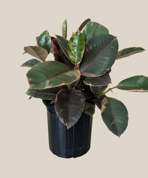 Ruby Rubber Tree (Ficus Elastica�'Ruby') - 8 Inch Indoor Houseplant